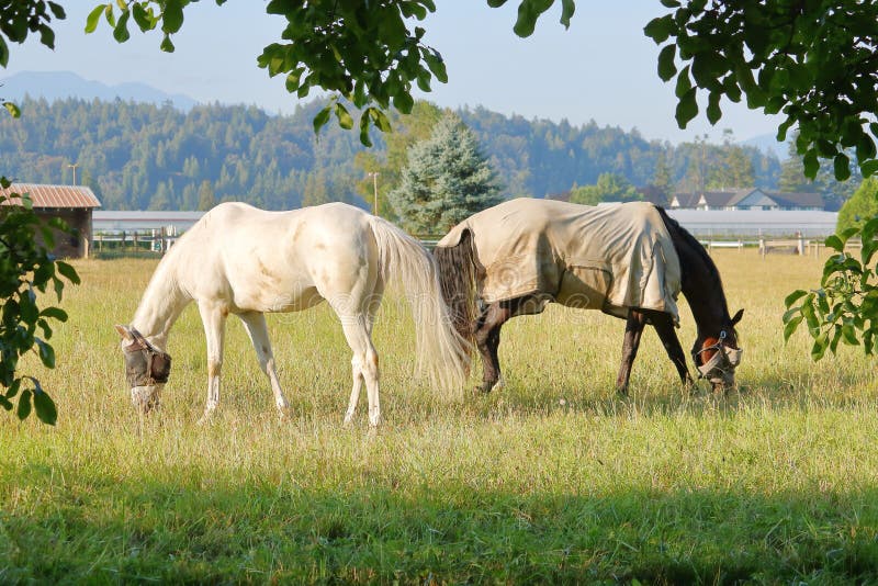 Two Adult Horses Back to Back royalty free stock photography Two Adult Horses Back to Back royalty free stock photography