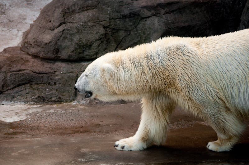 Profile of a walking polar bear stock photography Profile of a walking polar bear stock photography