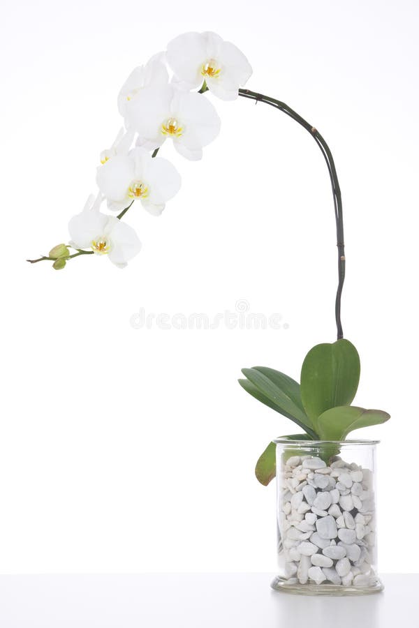 Profile of a white orchid in flower