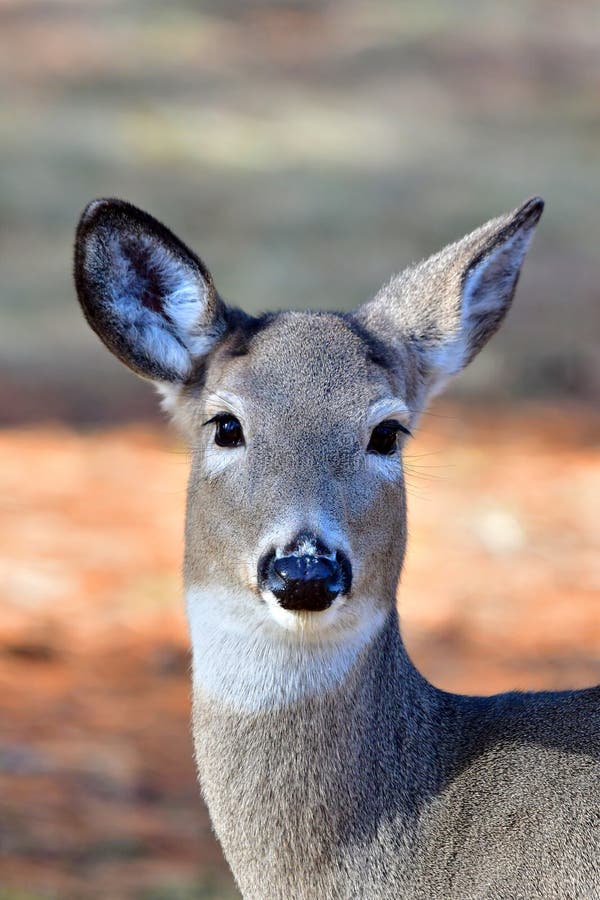 White Tail Deer, Fawns, Bitterroot Mountains, Montana. Stock Image