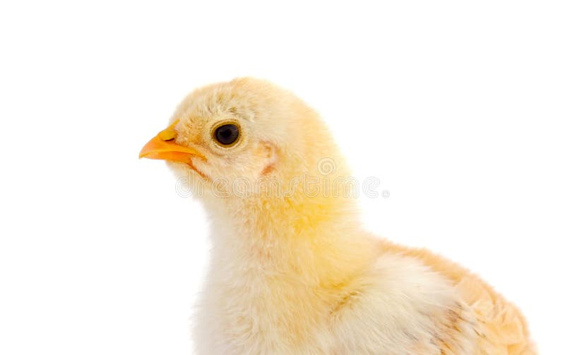 Profile of a yellow chicken royalty free stock image