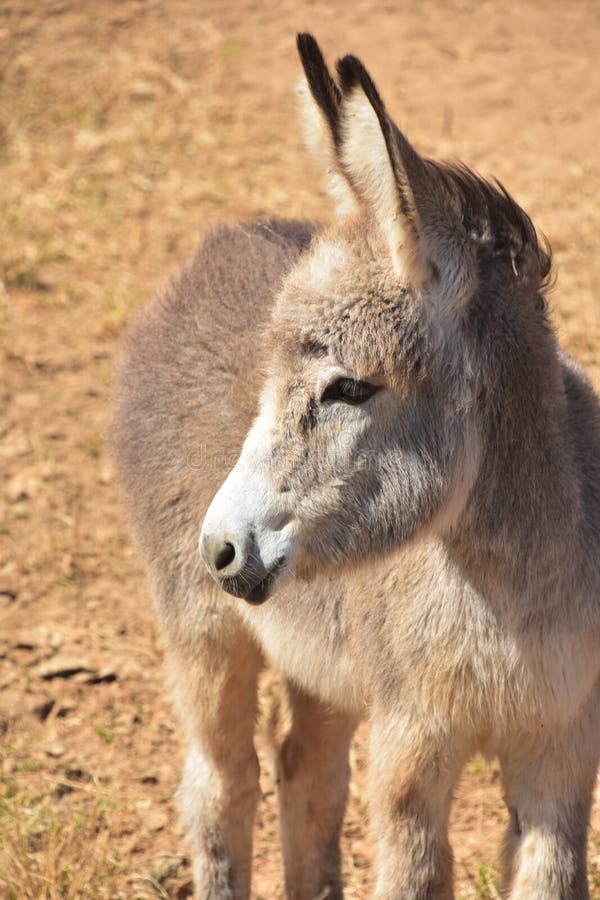 Profile of a Young Wild Donkey in Aruba royalty free stock image