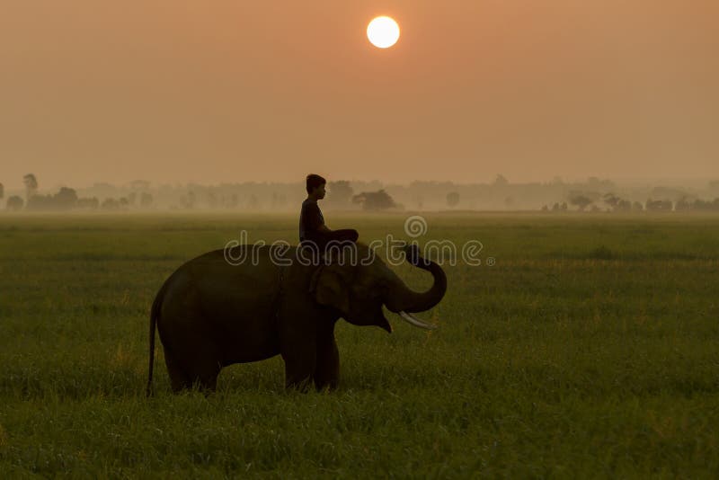 Profili l'azione dell'elefante nel giacimento del riso al tramonto, Surin, Tha fotografia stock Profili l'azione dell'elefante nel giacimento del riso al tramonto, Surin, Tha fotografia stock