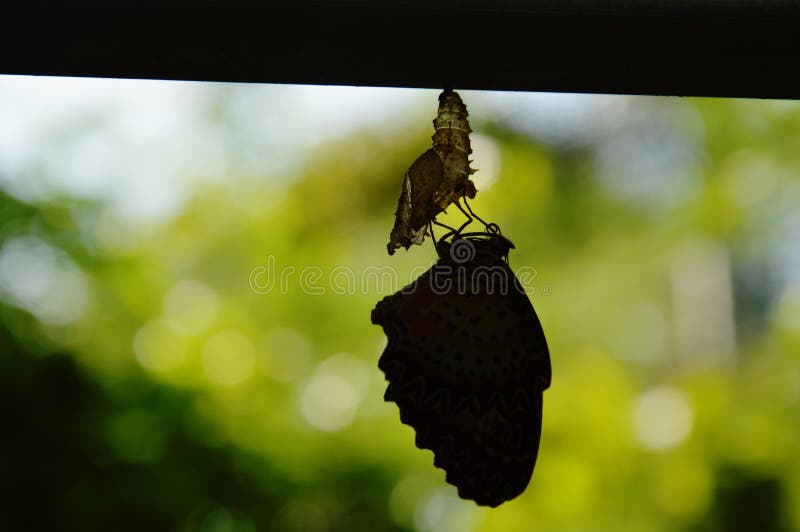 Profili la metamorfosi della farfalla dal bozzolo e prepari alla volata sul filo stendiabiti di alluminio in giardino fotografia stock libera da diritti Profili la metamorfosi della farfalla dal bozzolo e prepari alla volata sul filo stendiabiti di alluminio in giardino fotografia stock libera da diritti