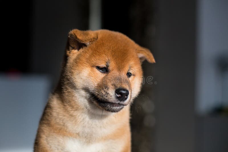 Profilieren Sie Porträt des ernsten Hundewelpen Shiba Inu auf einem dunklen Hintergrund Roter japanischer netter Welpe lizenzfreies stockfoto Profilieren Sie Porträt des ernsten Hundewelpen Shiba Inu auf einem dunklen Hintergrund Roter japanischer netter Welpe lizenzfreies stockfoto