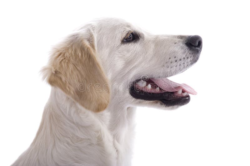 Profilo del cane del cucciolo immagini stock libere da diritti Profilo del cane del cucciolo immagini stock libere da diritti
