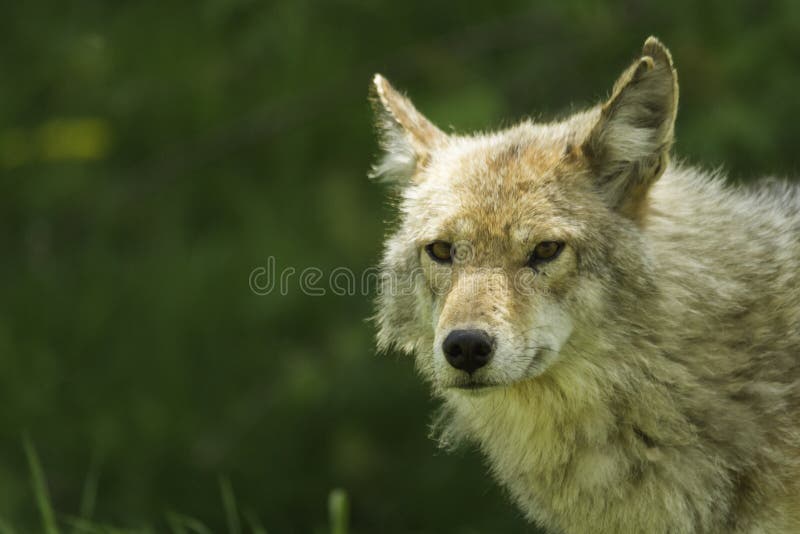 Profilo del coyote in primavera