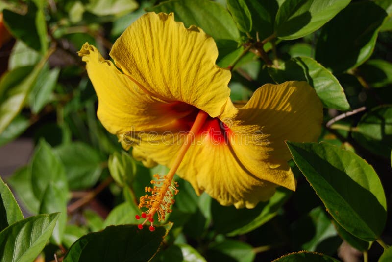 Profilo del fiore di Hibiscus giallo nel giardino fotografia stock Profilo del fiore di Hibiscus giallo nel giardino fotografia stock