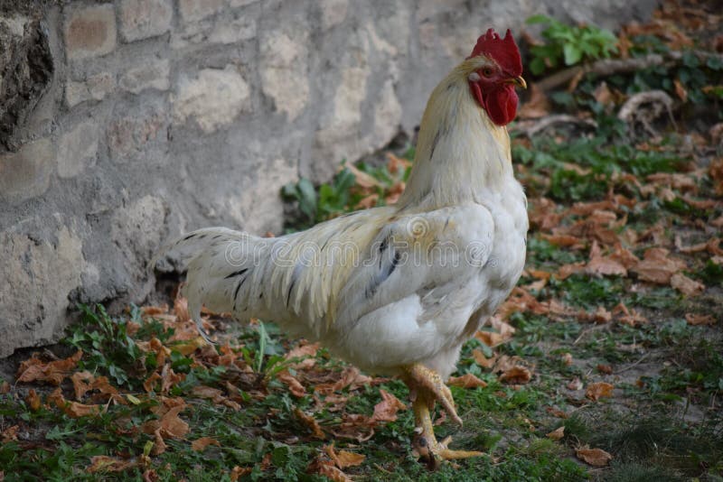 Profilo del gallo che sta su una gamba immagini stock