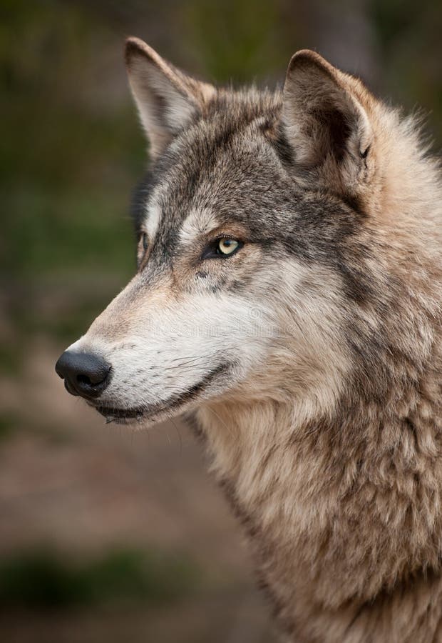 Profilo del lupo di legname (lupus di Canis)