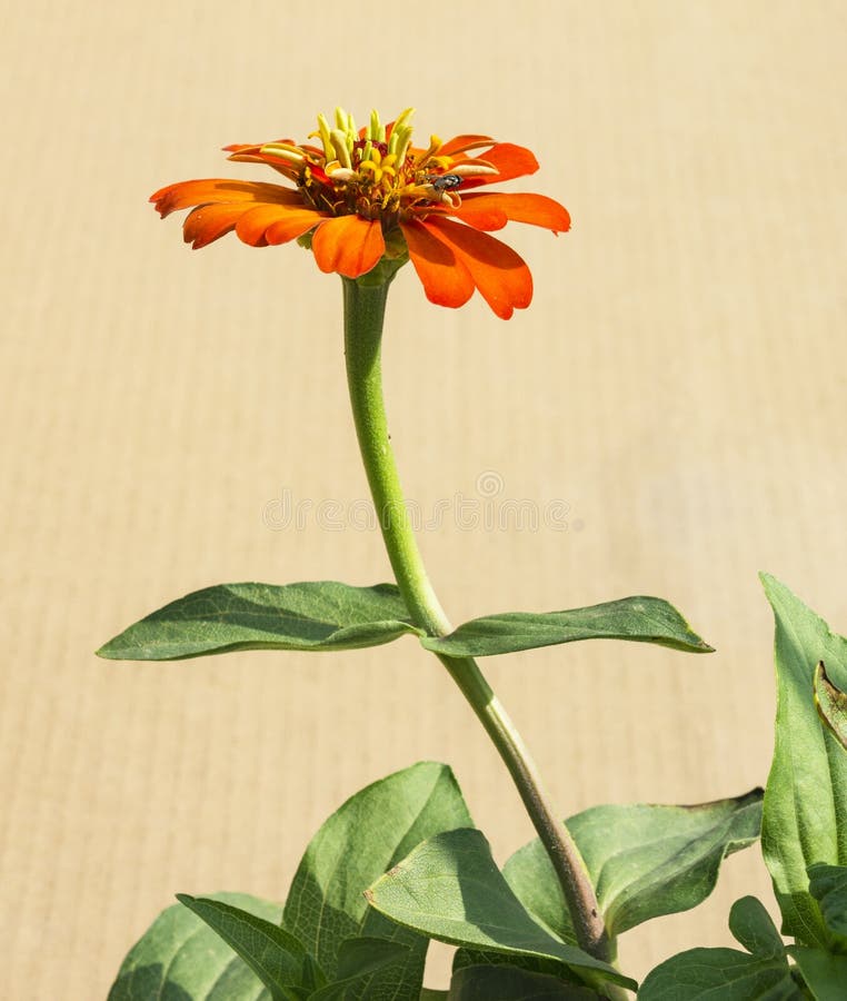 Profilo dell'zinnia arancio con la mosca minuscola immagini stock libere da diritti Profilo dell'zinnia arancio con la mosca minuscola immagini stock libere da diritti
