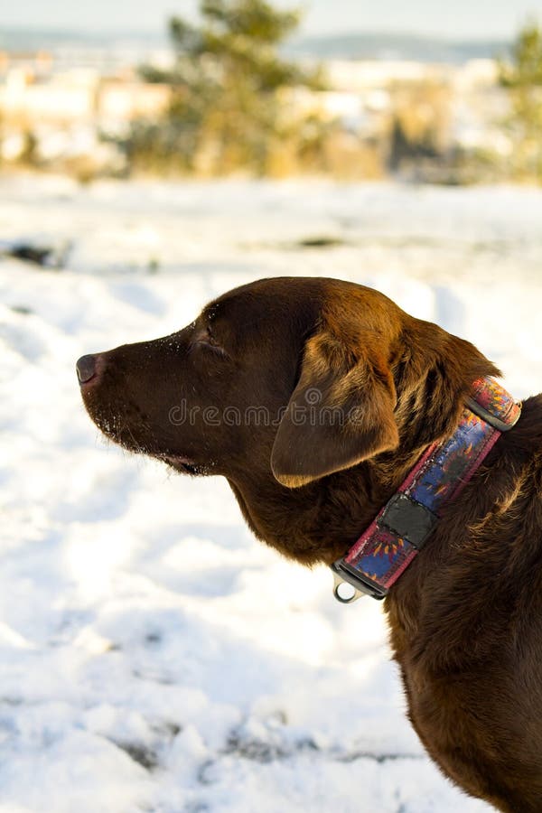 Profilo di cioccolato labrador retriever nell'inverno immagine stock Profilo di cioccolato labrador retriever nell'inverno immagine stock