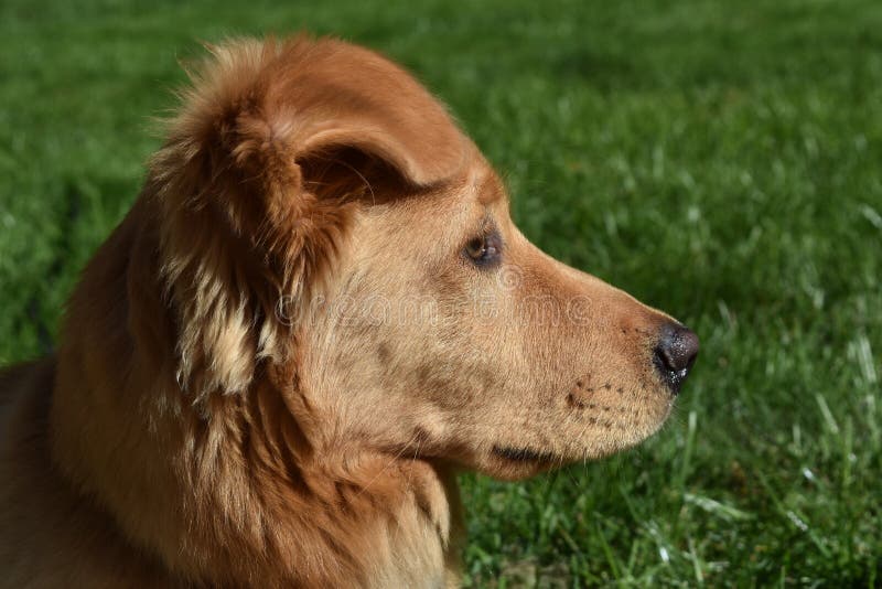 Profilo di piccolo Duck Dog Resting rosso immagine stock Profilo di piccolo Duck Dog Resting rosso immagine stock