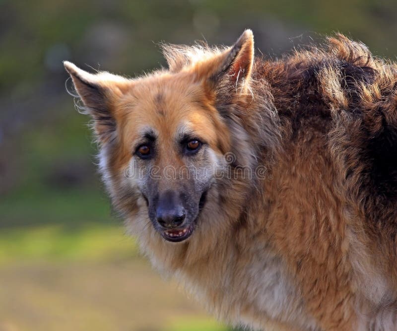 Profilo tedesco del cane da pastore immagini stock libere da diritti Profilo tedesco del cane da pastore immagini stock libere da diritti