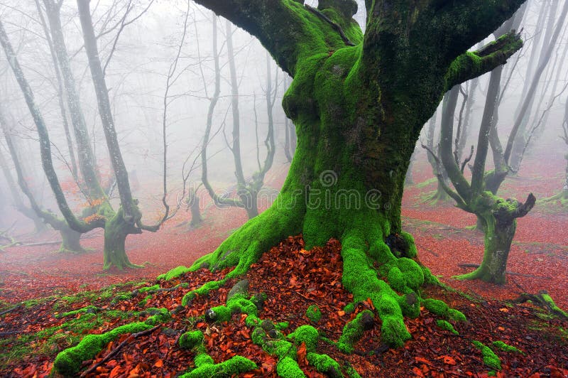 In profondità della foresta immagine stock libera da diritti In profondità della foresta immagine stock libera da diritti