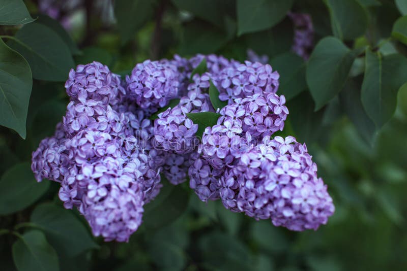 Profondità di campo bassa soltanto foto a fuoco di pochi fiori della viola da gamba fotografia stock libera da diritti Profondità di campo bassa soltanto foto a fuoco di pochi fiori della viola da gamba fotografia stock libera da diritti