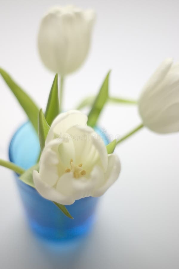 Download Profundidade Rasa Dos Tulips Brancos Imagem de Stock - Imagem de bonito, folklore: 525995
