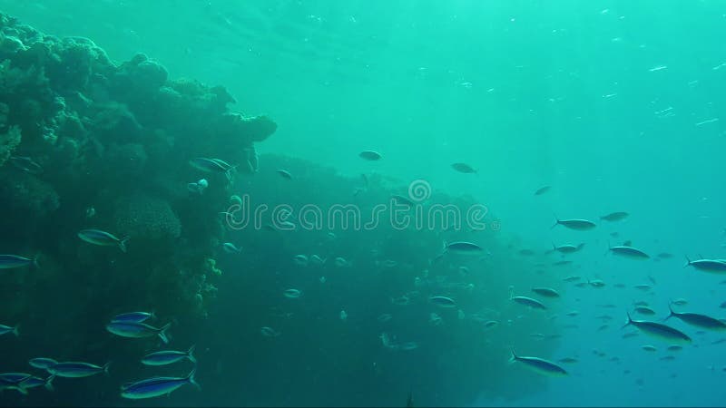 Profundidades do mar tropical e de um rebanho dos peixes para alimentar