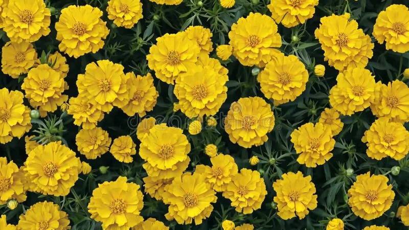 Profusion de fleurs de coréopse dorée vibrantes au milieu d'un feuillage vert foncé dans un bel écran dense illustration de vecteur