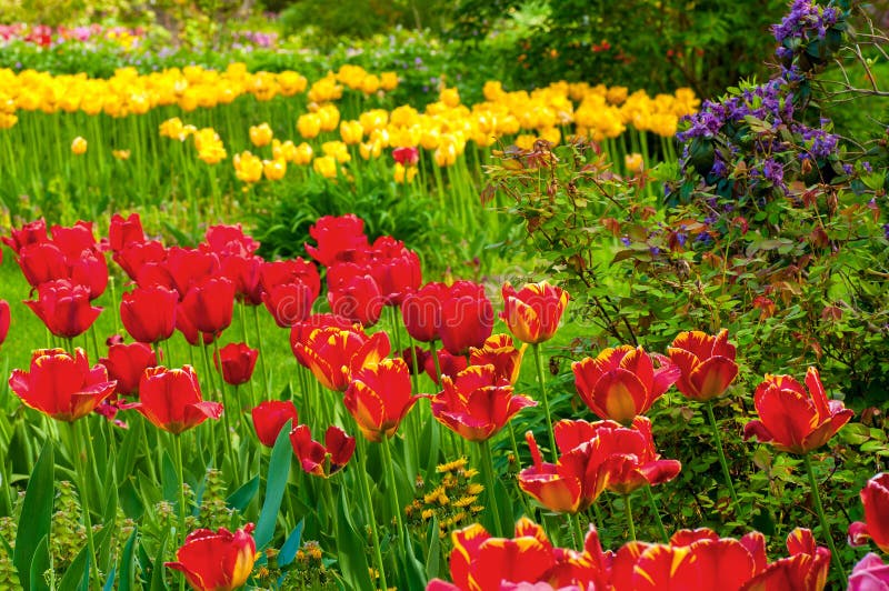 A profusion of brilliant red and yellow tulips growing in a botanical garden. A profusion of brilliant red and yellow tulips growing in a botanical garden
