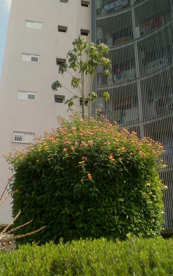 Progettazione del giardino in città fotografia stock libera da diritti