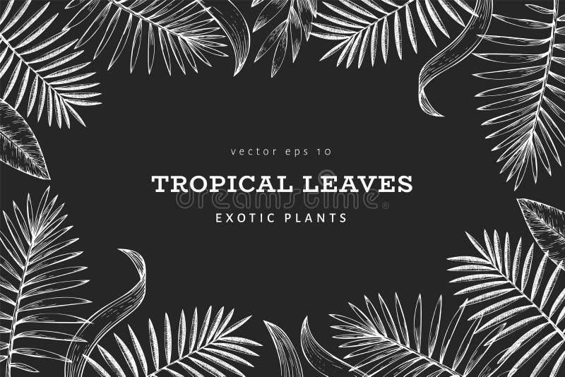 Progettazione dell'insegna delle piante tropicali Illustrazione esotica delle foglie di estate tropicale disegnata a mano sul bor illustrazione vettoriale Progettazione dell'insegna delle piante tropicali Illustrazione esotica delle foglie di estate tropicale disegnata a mano sul bor illustrazione vettoriale
