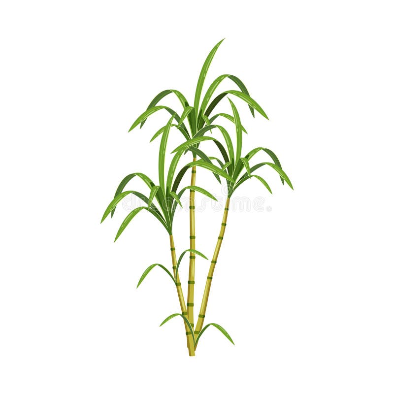 Progettazione di vettore del segno della canna e della canna da zucchero Raccolta dell'illustrazione di vettore delle azione del royalty illustrazione gratis Progettazione di vettore del segno della canna e della canna da zucchero Raccolta dell'illustrazione di vettore delle azione del royalty illustrazione gratis