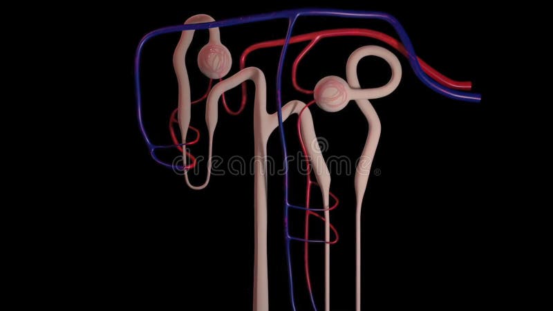 Progression of Blood in the Veins Stock Illustration - Illustration of
