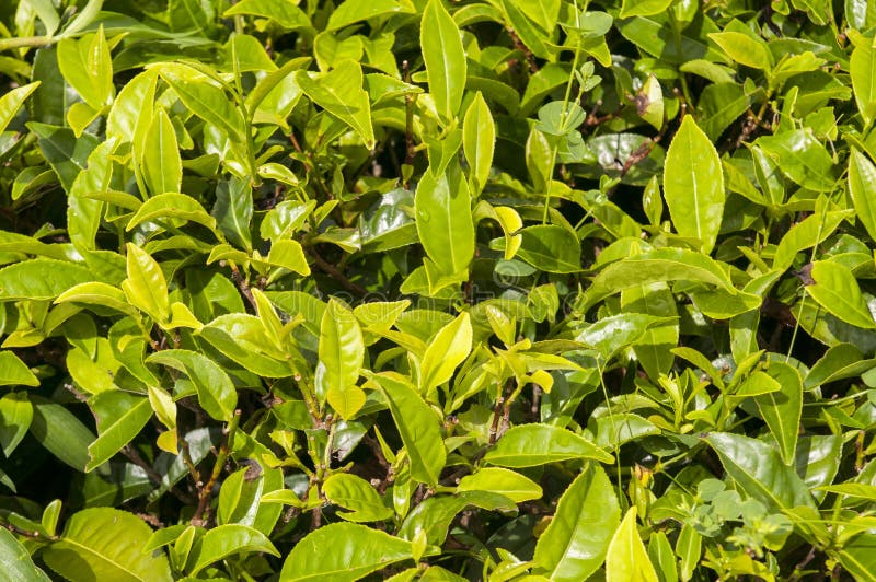 Progreta de chá verde jovem fresco em arbusto de chá em plantações, Sri Lanka imagens de stock Progreta de chá verde jovem fresco em arbusto de chá em plantações, Sri Lanka imagens de stock