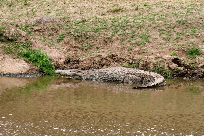 Proie de attente de crocodile du Nil photos stock Proie de attente de crocodile du Nil photos stock