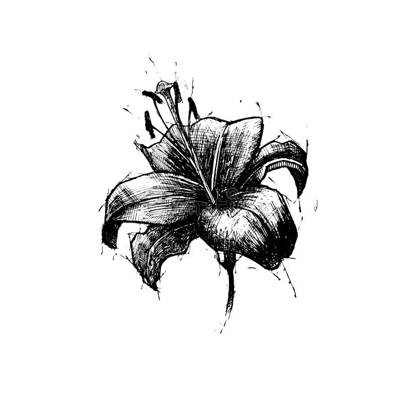 Proiphys amboinensis, Cardwelllily, nordlig jullilja Ornam royaltyfri illustrationer Proiphys amboinensis, Cardwelllily, nordlig jullilja Ornam royaltyfri illustrationer