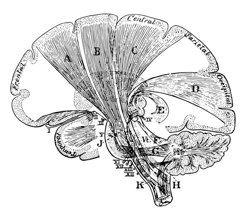 Diagram of the projection fibers of the cerebrum, vintage line drawing or engraving illustration. Diagram of the projection fibers of the cerebrum, vintage line drawing or engraving illustration