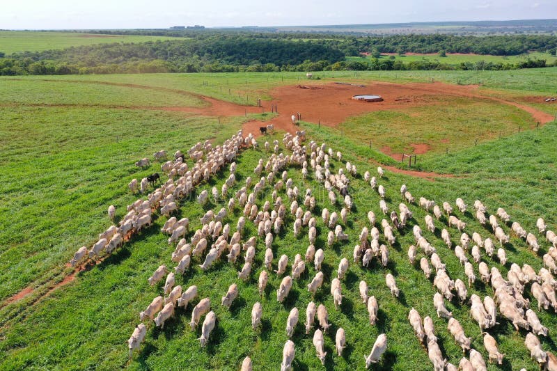 Projekt beaufull nellore beef bydło opasowe intensywne pastwiska tropikalne w brazil. Stado pięknych nellore bydła opasowego intensywne pastwiska tropikalne w projekcie brazil