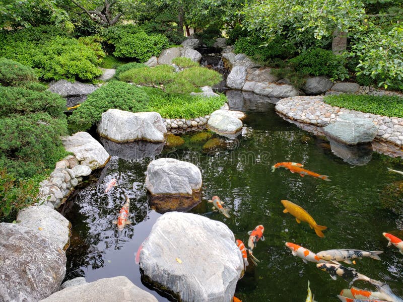 Projeto da lagoa de Koi no parque japonês San Diego do balboa do jardim da amizade