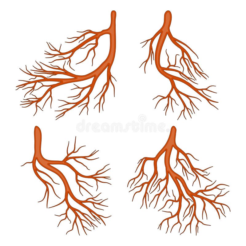 Objeto Isolado Do ícone Raiz E Planta. Gráfico Do ícone Do Vetor