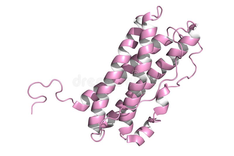 Prolactin hormone stock illustration. Illustration of model 23245830