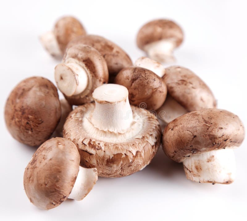 Champiñones reales imagen de archivo