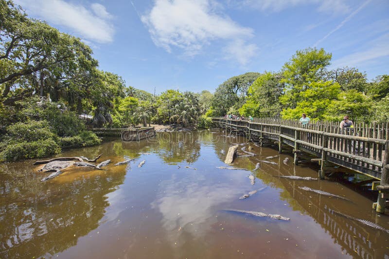 Promenade bij de Roekenkolonie binnen Krokodillelandbouwbedrijf in St Augustine royalty-vrije stock afbeeldingen Promenade bij de Roekenkolonie binnen Krokodillelandbouwbedrijf in St Augustine royalty-vrije stock afbeeldingen