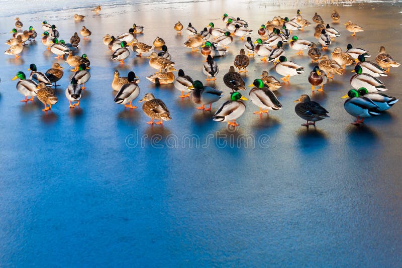 Promenade de canards sur la glace photographie stock Promenade de canards sur la glace photographie stock