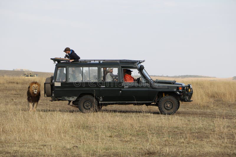 Promenade de lion derrière la jeep de safari dans le maasai sauvage Mara photos libres de droits Promenade de lion derrière la jeep de safari dans le maasai sauvage Mara photos libres de droits