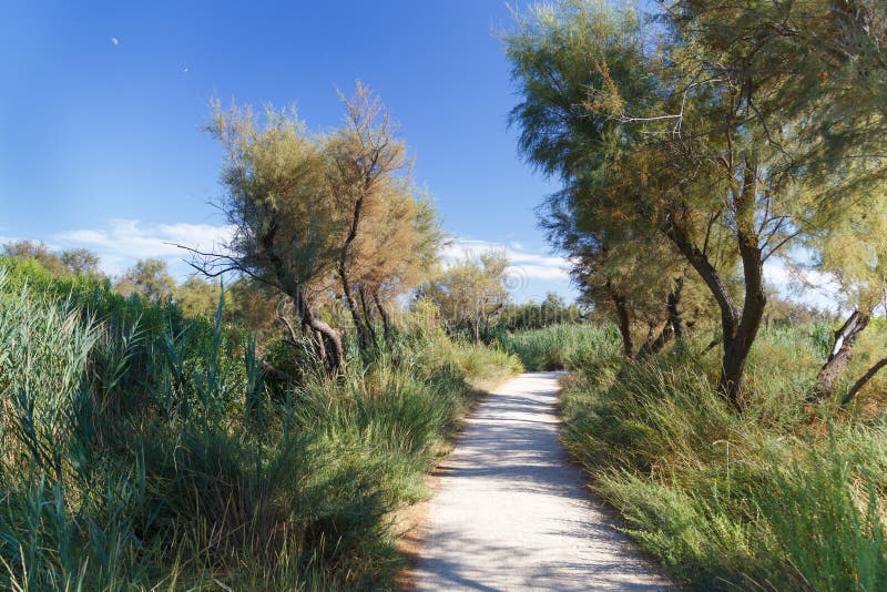 Promenadväg på landsbygden Sommarfransman i söder. royaltyfri fotografi
