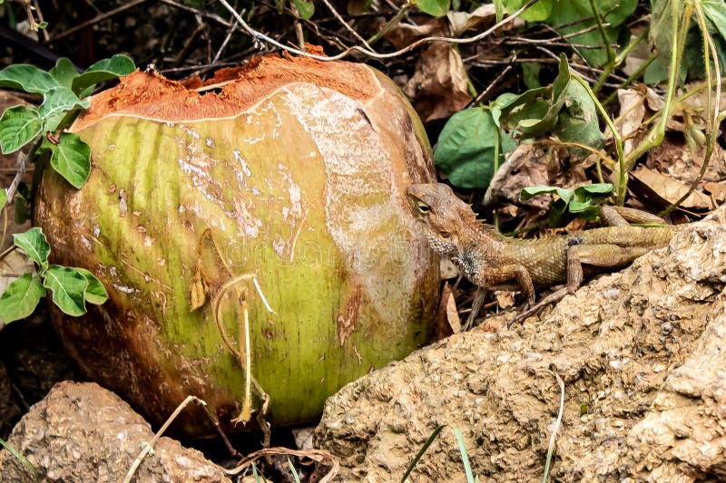 Promthep por Yaman Mutart fotos de stock royalty free