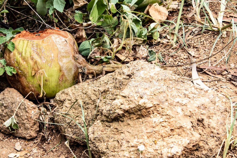 Promthep por Yaman Mutart foto de stock