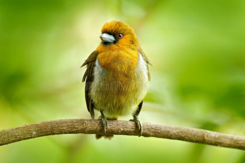 Ts Bird Mountain