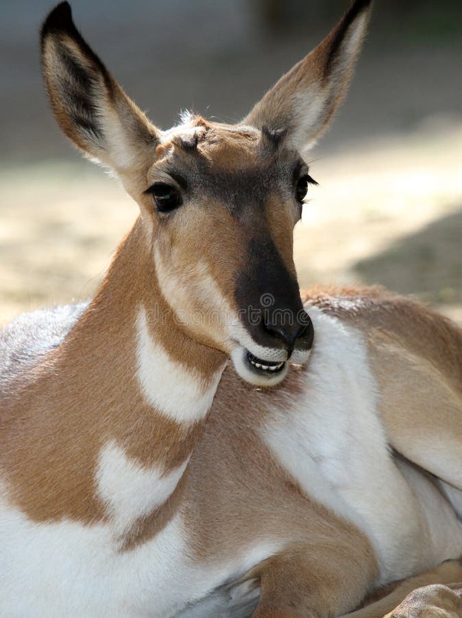 Pronghorn