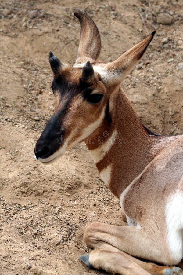 Pronghorn