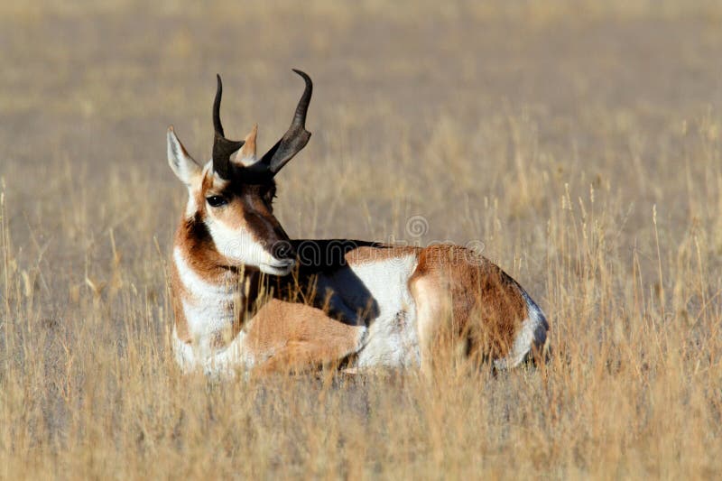 Pronghorn Antelope (Antilocapra americana) stock images Pronghorn Antelope (Antilocapra americana) stock images