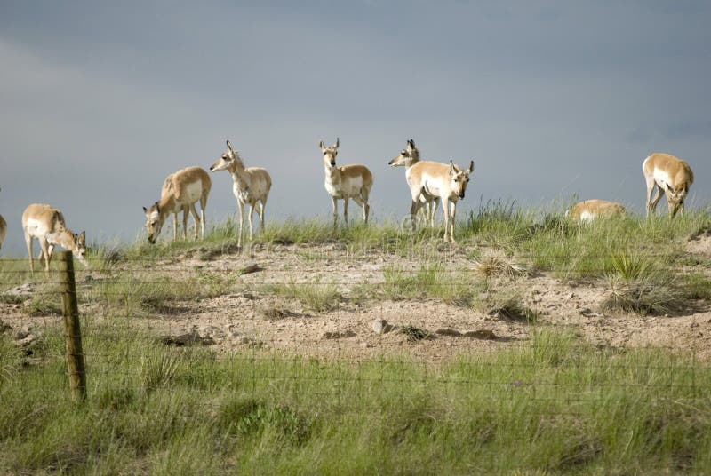Pronghorn Antelope (Antilocapra americana) stock photos Pronghorn Antelope (Antilocapra americana) stock photos