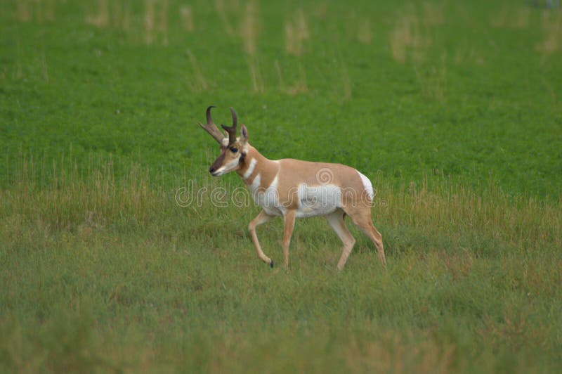Buck Pronghorn Antelope stock image. Image of antelope 4445299