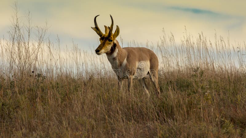 Pronghorn Antelope Fastest Animal in North America, Custer State Park, South  Dakota Stock Photo - Image of blue, landscape: 166942306